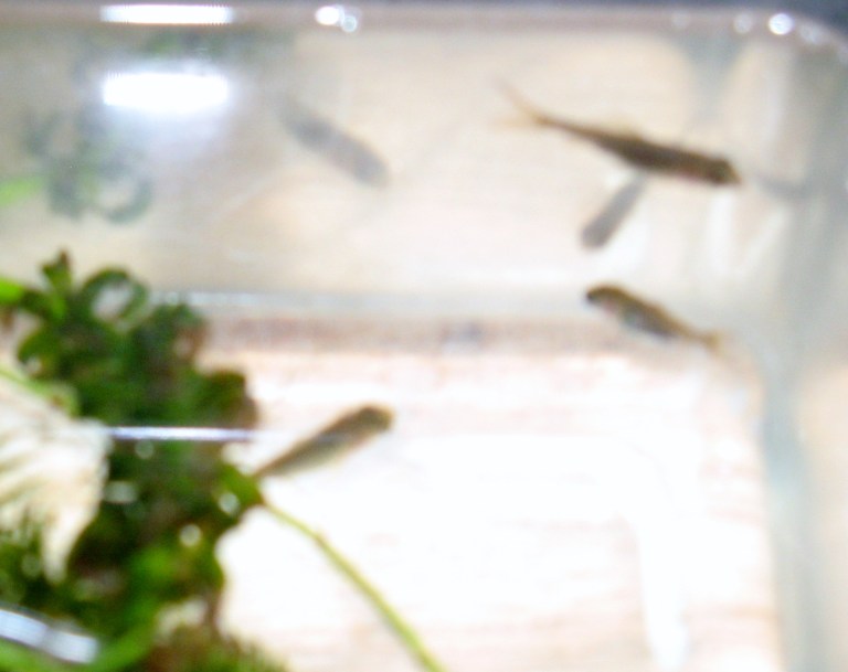 Baby fish, damsel fly and Christmas 010