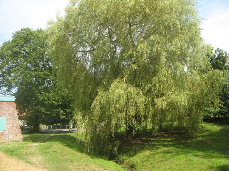 spinfish July plus fish 035