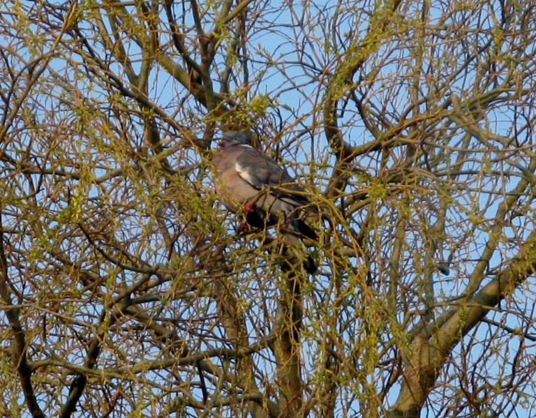 Birds Popping in for Breakfast 001