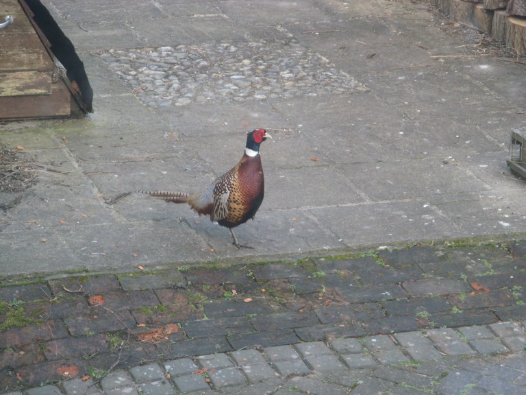 Brian, Portsmouth, Ashlake Lane 004