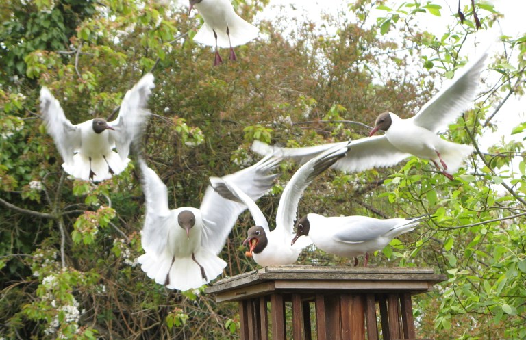 Black headed gulls come for breakfast