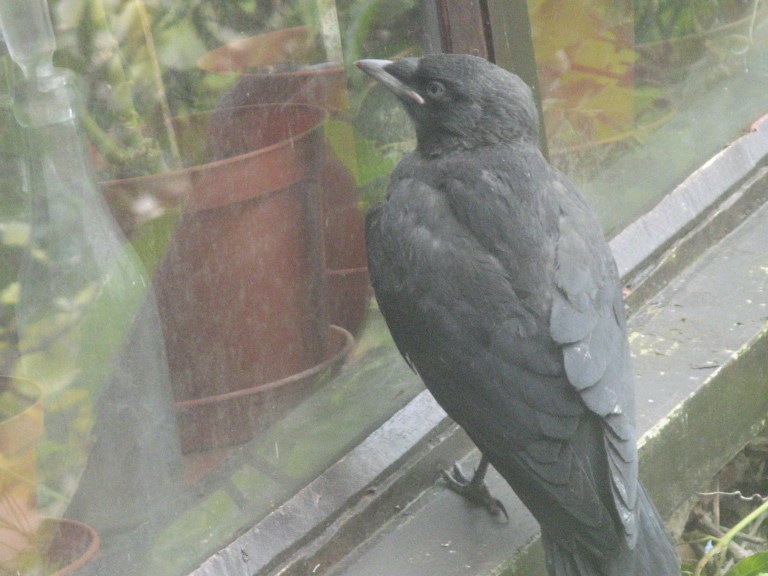 jackdaw, fish, trailer 018