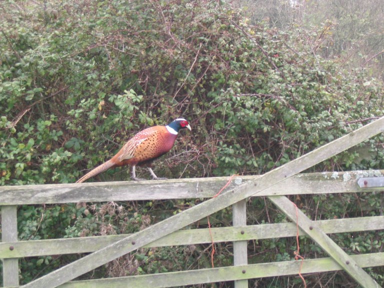 pheasant-on-gate