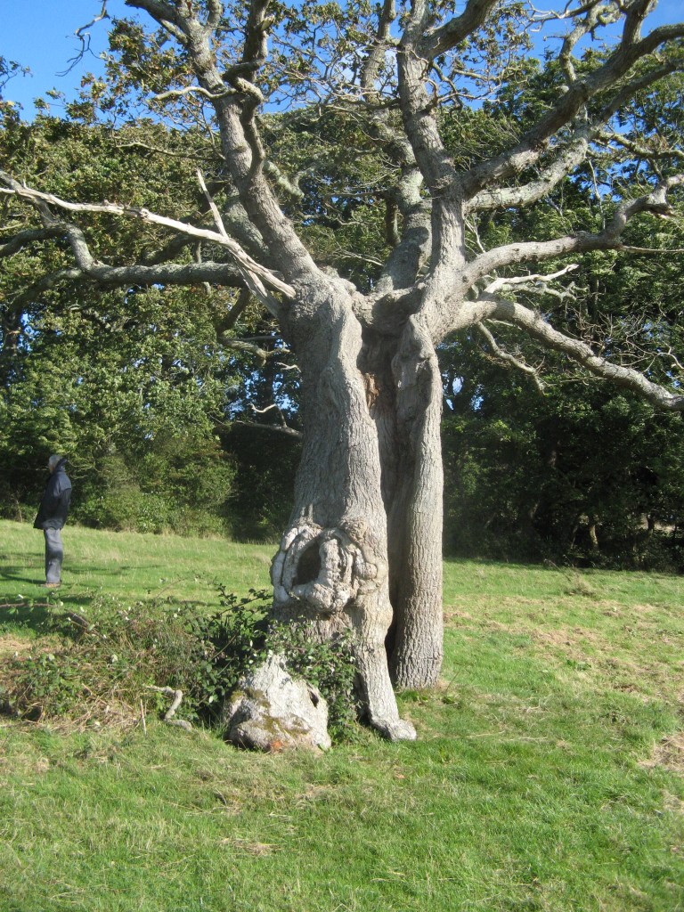 newtown-oak-2nd-visit-007