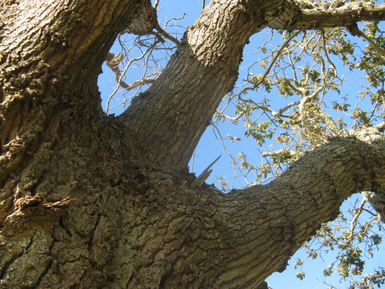 newtown-oak-2nd-visit-022