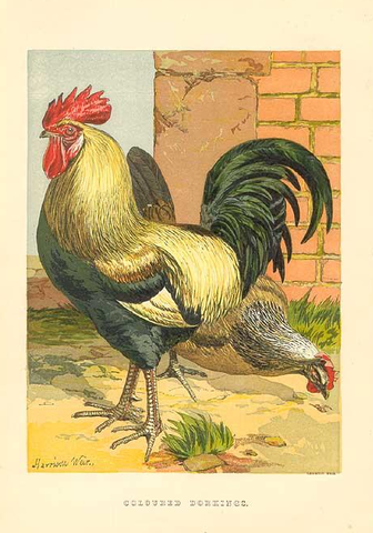 336px-Coloured-dorking